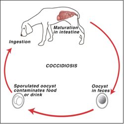 coccidia dogs opinions on coccidiosis coccidia dogs opinions on coccidiosis