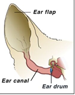 dog_ear_infections.jpg