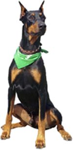 parvo in puppies survival rate canine parvovirus article from allergicpet parvo in puppies survival rate canine parvovirus article from allergicpet