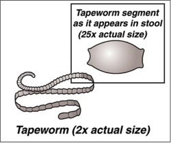 feline tapeworms