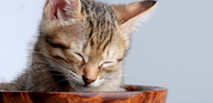 Alternative Treatments image