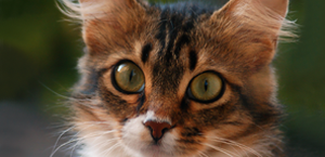 Hairballs image