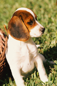 cute puppy dog